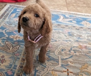Goldendoodle Puppy for sale in TEXARKANA, TX, USA