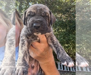 Great Dane Puppy for sale in CLANTON, AL, USA