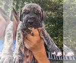 Small Great Dane