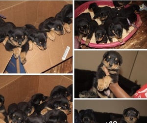 Rottweiler Puppy for Sale in DETROIT, Michigan USA