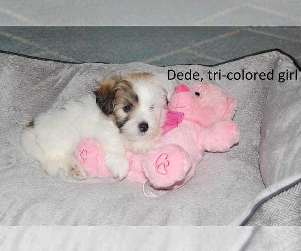Medium Photo #3 Coton de Tulear Puppy For Sale in MESA, AZ, USA