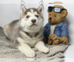 Small Photo #4 Siberian Husky Puppy For Sale in HESPERIA, CA, USA
