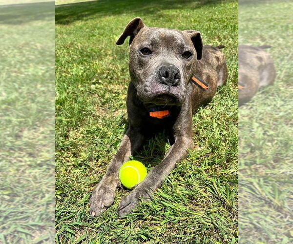 Medium Photo #12 American Pit Bull Terrier-Unknown Mix Puppy For Sale in Germantown, OH, USA