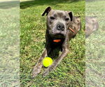 Small #11 American Pit Bull Terrier Mix