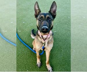 Mutt Dogs for adoption in Naples, FL, USA