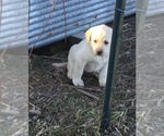 Small Photo #2 Labrador Retriever Puppy For Sale in MANES, MO, USA