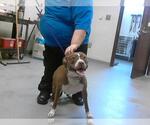 Small American Pit Bull Terrier