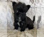 Small #4 French Bulldog