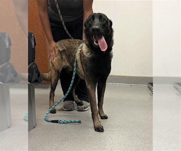 Medium Photo #2 Mutt Puppy For Sale in Rancho Cucamonga, CA, USA