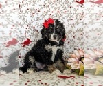 Small Photo #3 Miniature Bernedoodle-Poodle (Miniature) Mix Puppy For Sale in OXFORD, PA, USA
