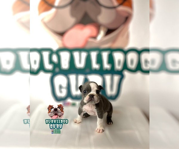 Medium Photo #4 Bulldog Puppy For Sale in MISSOURI CITY, TX, USA