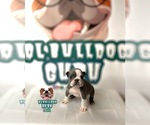 Small Photo #4 Bulldog Puppy For Sale in MISSOURI CITY, TX, USA