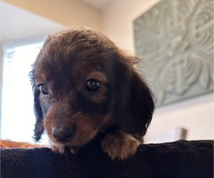 Dachshund Puppy for Sale in HOUSTON, Texas USA