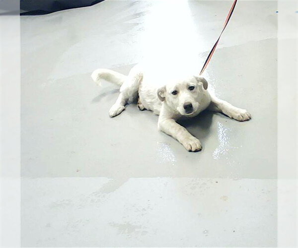 Medium Photo #1 Great Pyrenees-Unknown Mix Puppy For Sale in Fayetteville, NC, USA