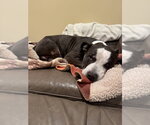 Small #27 American Pit Bull Terrier-Staffordshire Bull Terrier Mix