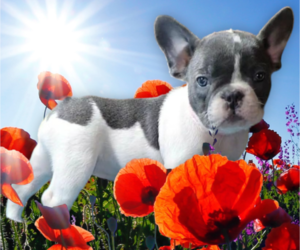 French Bulldog Puppy for sale in TAMPA, FL, USA