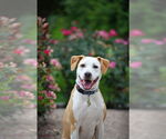 Small #6 American Pit Bull Terrier Mix