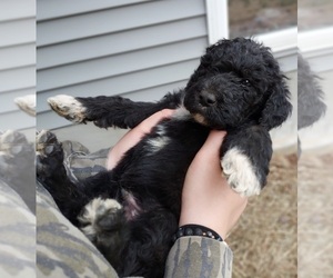 Medium Labradoodle