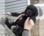 Puppy Puppy 1 Socks Labradoodle