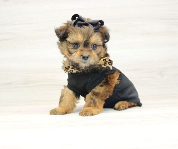 Medium Photo #6 Shorkie Tzu Puppy For Sale in LAS VEGAS, NV, USA