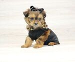 Small Photo #6 Shorkie Tzu Puppy For Sale in LAS VEGAS, NV, USA