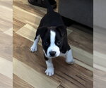 Small #2 Bulldog Mix