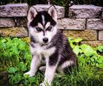 Small Photo #1 Siberian Husky Puppy For Sale in ALPENA, MI, USA