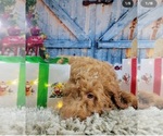 Small Photo #6 Goldendoodle Puppy For Sale in ADELANTO, CA, USA