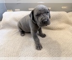 Puppy Blue boy Great Dane