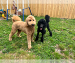 Small Photo #14 Double Doodle Puppy For Sale in TALLAHASSEE, FL, USA
