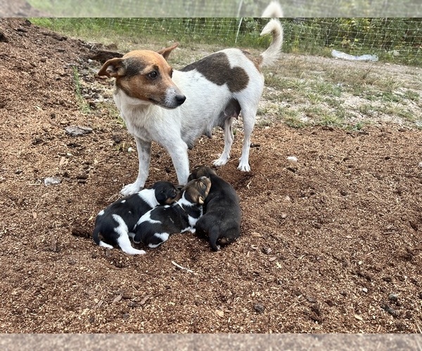 Medium Photo #17 Rat Terrier Puppy For Sale in DORA, MO, USA