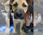 Small German Shepherd Dog Mix