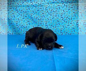Schnoodle (Miniature) Puppy for sale in WINNSBORO, LA, USA