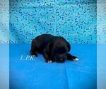 Small Schnoodle (Miniature)