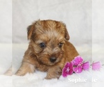 Small #4 Yorkshire Terrier