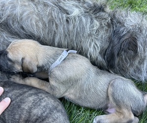 Irish Wolfhound Puppy for sale in ORD, NE, USA
