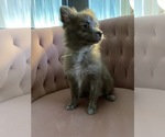 Small Photo #2 Pomeranian Puppy For Sale in COOPER CITY, FL, USA