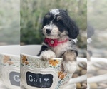 Small Photo #7 Miniature Bernedoodle Puppy For Sale in CENTRALIA, IL, USA