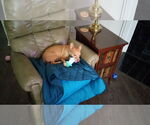 Small #7 Chihuahua Mix