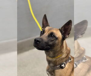 Mutt Dogs for adoption in Las Vegas, NV, USA