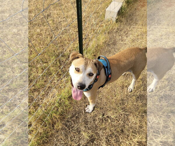 Medium Photo #3 Mutt Puppy For Sale in Rockaway, NJ, USA