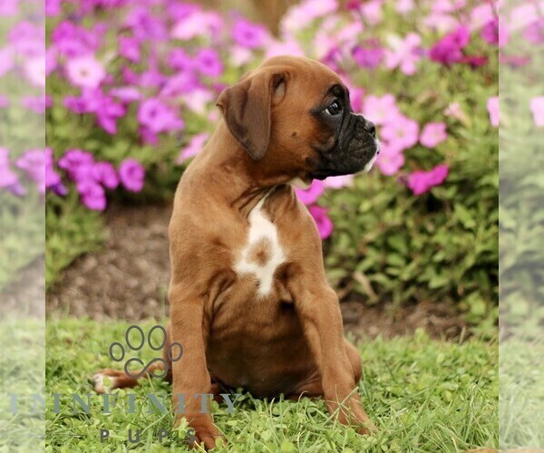 Medium Photo #3 Boxer Puppy For Sale in GORDONVILLE, PA, USA