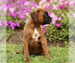 Small #2 Boxer
