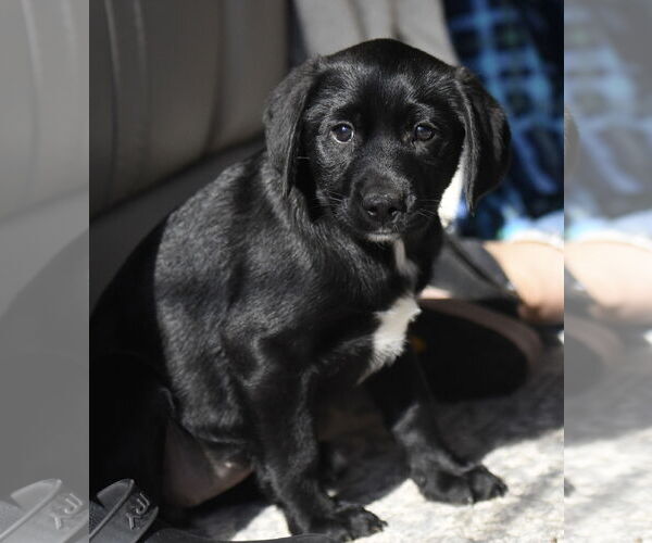 Medium Photo #3 Labrador Retriever-Unknown Mix Puppy For Sale in Mechanicsburg, PA, USA