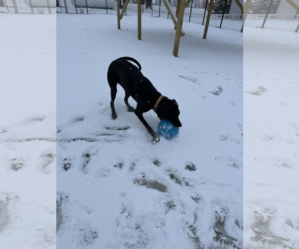 Medium Photo #25 Doberman Pinscher-Great Pyrenees Mix Puppy For Sale in Buffalo, MN, USA