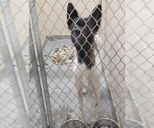 Akita-Unknown Mix Dogs for adoption in Anchorage, AK, USA