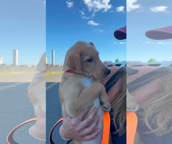 Medium Photo #2 Labrador Retriever-Unknown Mix Puppy For Sale in Woodbury, NY, USA