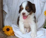Small Photo #36 Cock-A-Poo Puppy For Sale in GOSHEN, IN, USA