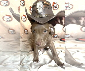 261211  Colt - Male American Pit Bull Terrier-Unknown Mix Dog for Adoption - Photo #2