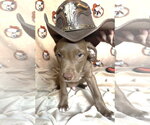 Small #1 American Pit Bull Terrier Mix
